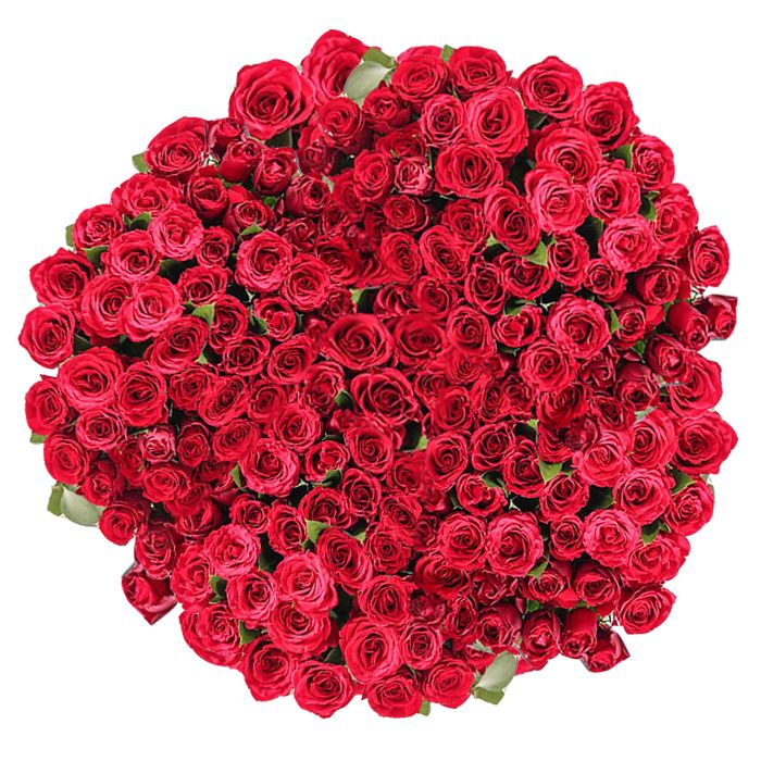365 Local Red Roses
